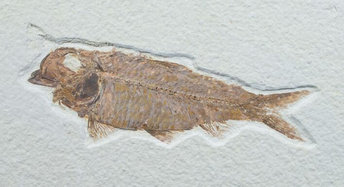 Knightia Fossil Fish - Wyoming #7595